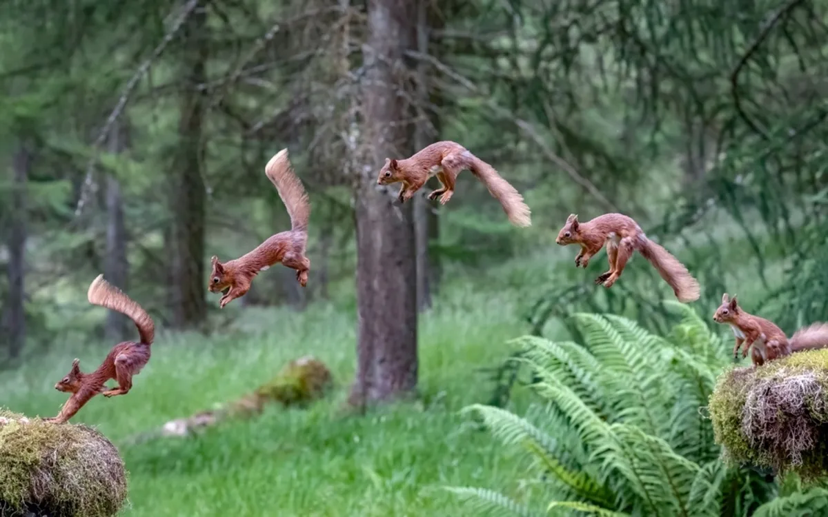 Photo of a step-by-step squirrel jumping | Skylum Blog