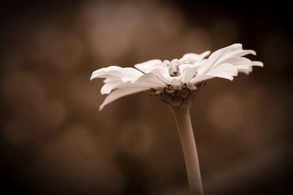 Photo of a daisy with a vignette effect | Skylum Blog