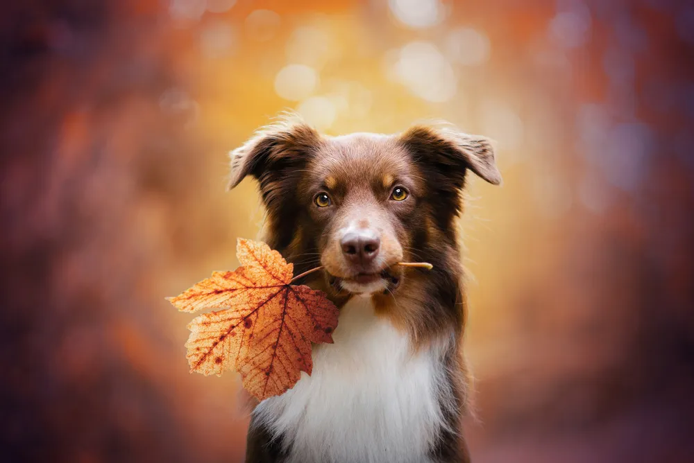 Photo of a dog with bokeh and vignette effects | Skylum Blog