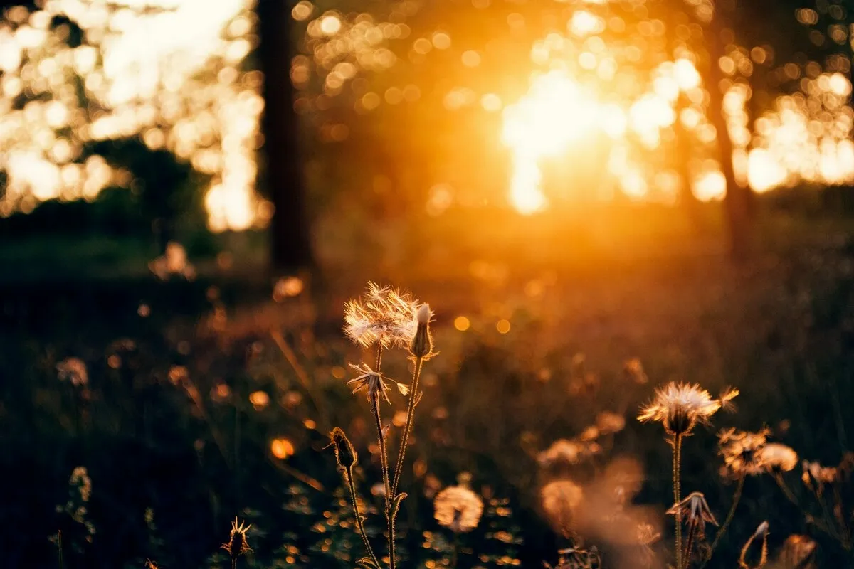 Dandelions in the golden hour | Skylum Blog