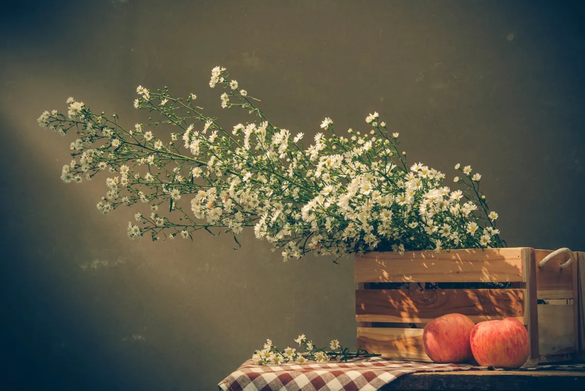 Still life of small daisies in a box | Skylum Blog