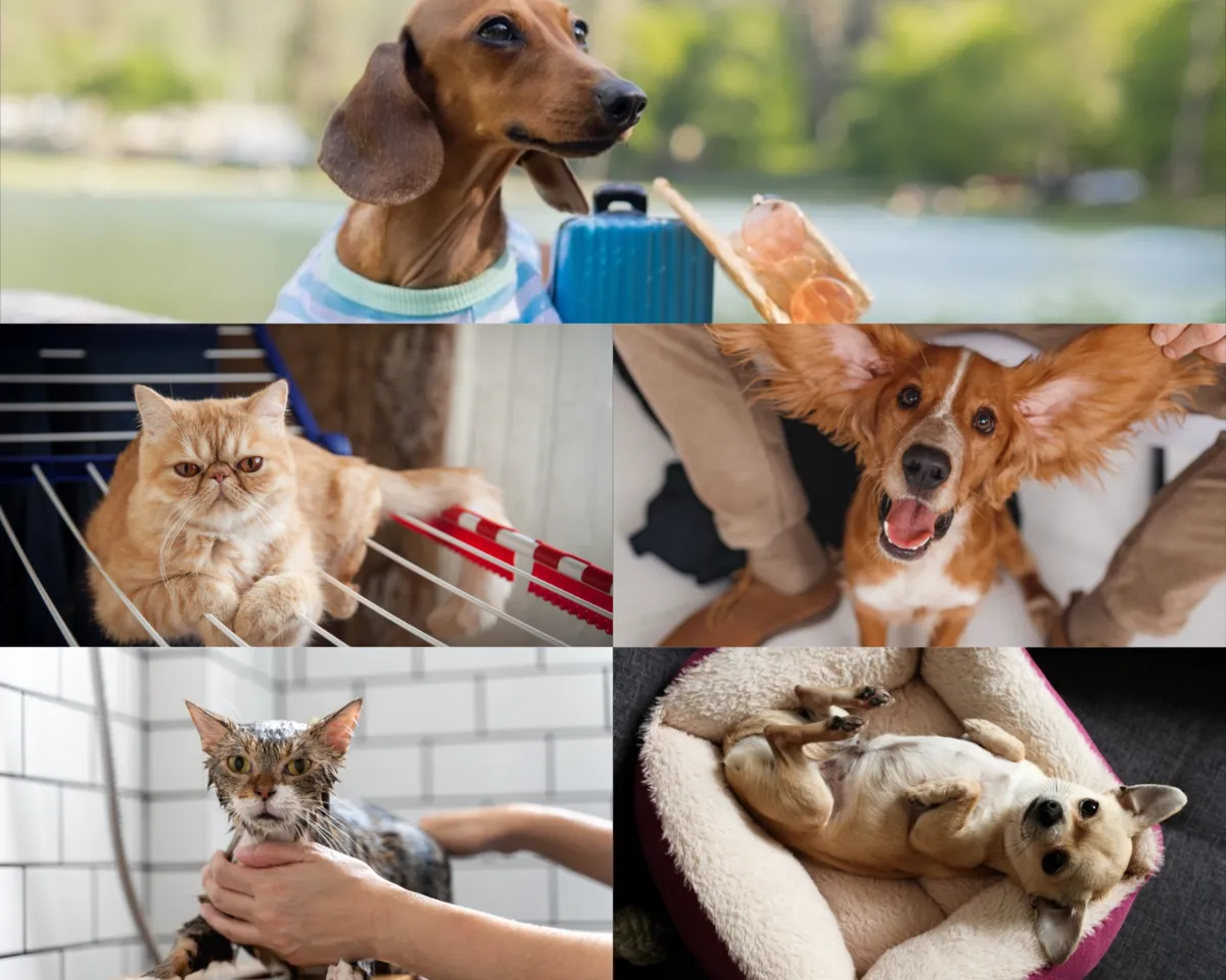 Collage of animal photos | Skylum Blog