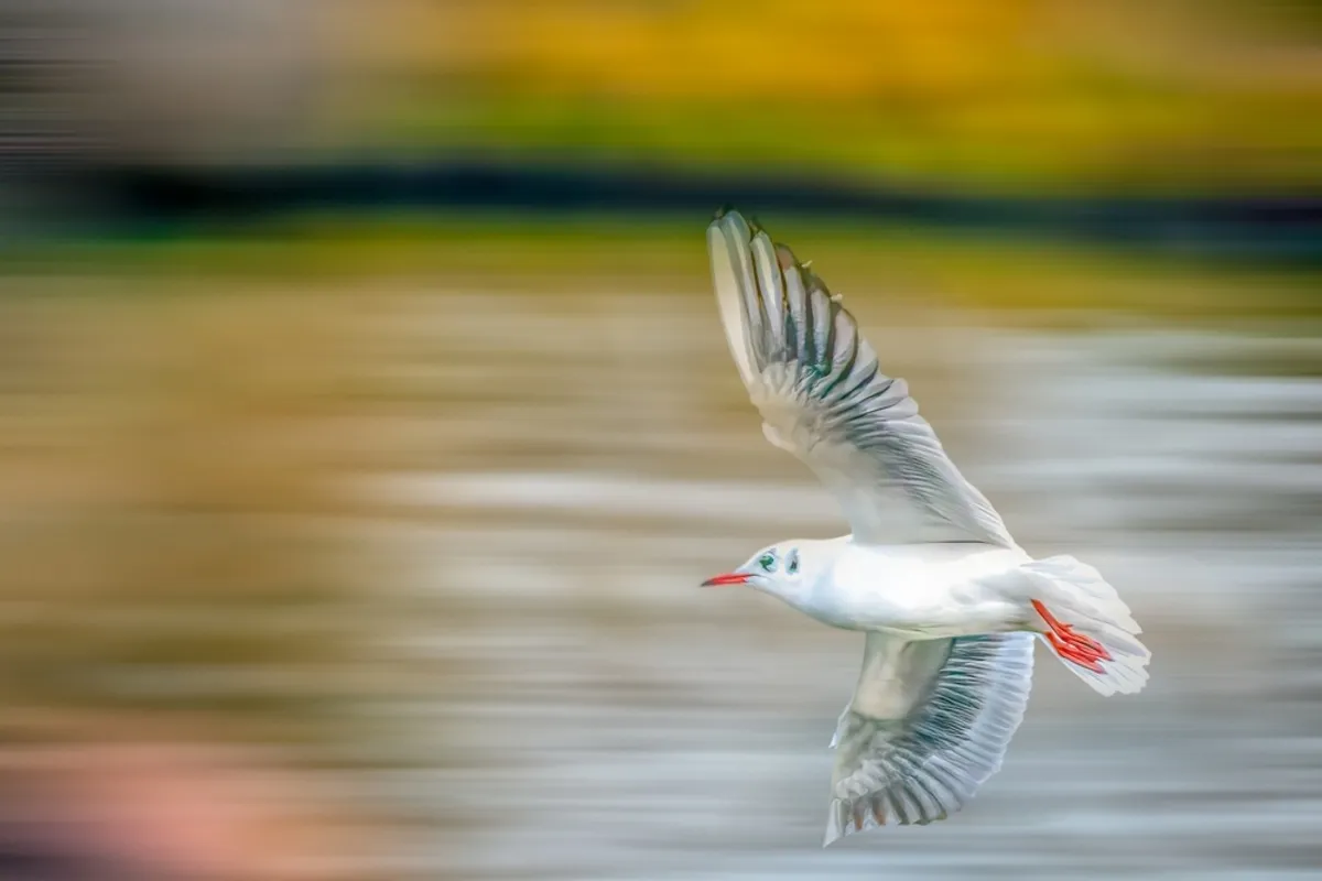 Bird in flight panning effect | Skylum Blog