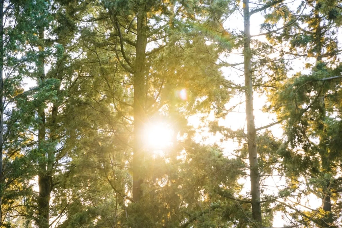 A bright photo of the sun in the trees | Skylum Blog