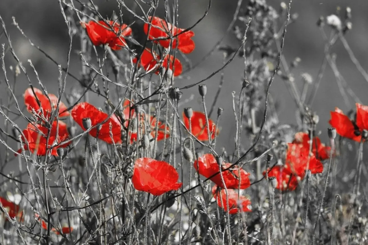 Photo of red poppies on a black and white background | Skylum Blog