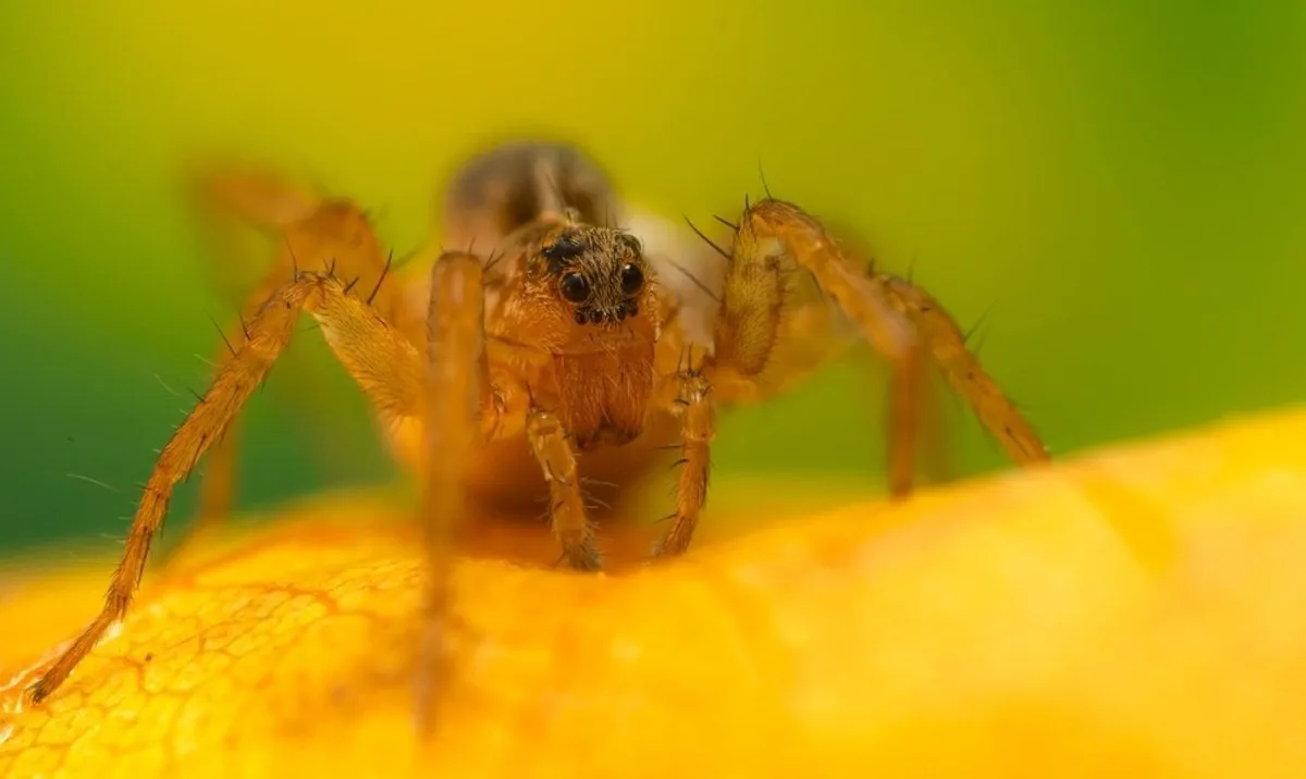 A close-up photo of a spider | Skylum Blog