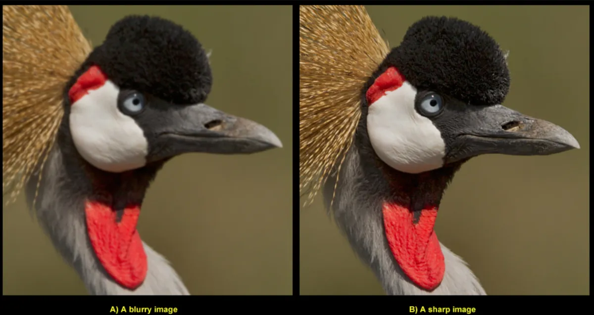 Before and after photos of birds with sharp focus | Skylum Blog
