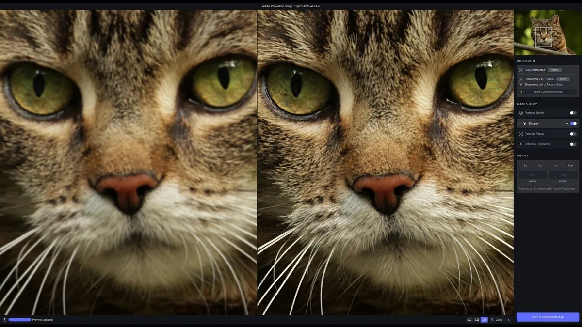 Editing a Cat Photo with Topaz Photo AI | Skylum Blog