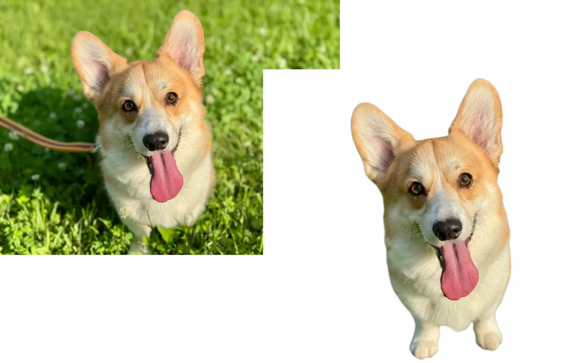 Photos of corgis with and without backgrounds | Skylum Blog