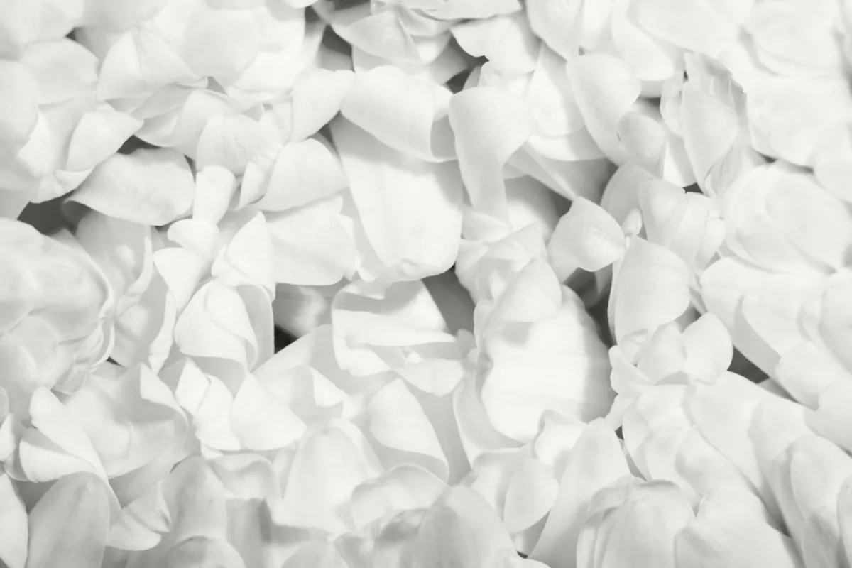 White flower petals | Skylum Blog