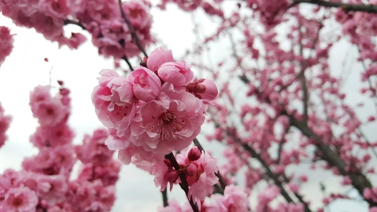 Cherry blossom buds close up | Skylum Blog