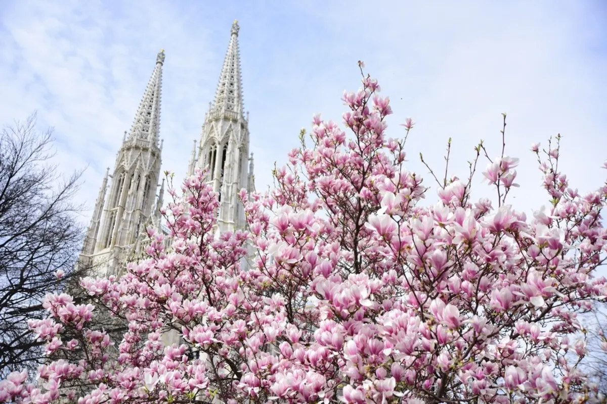 Photo of cherry blossoms against the backdrop of architecture | Skylum Blog