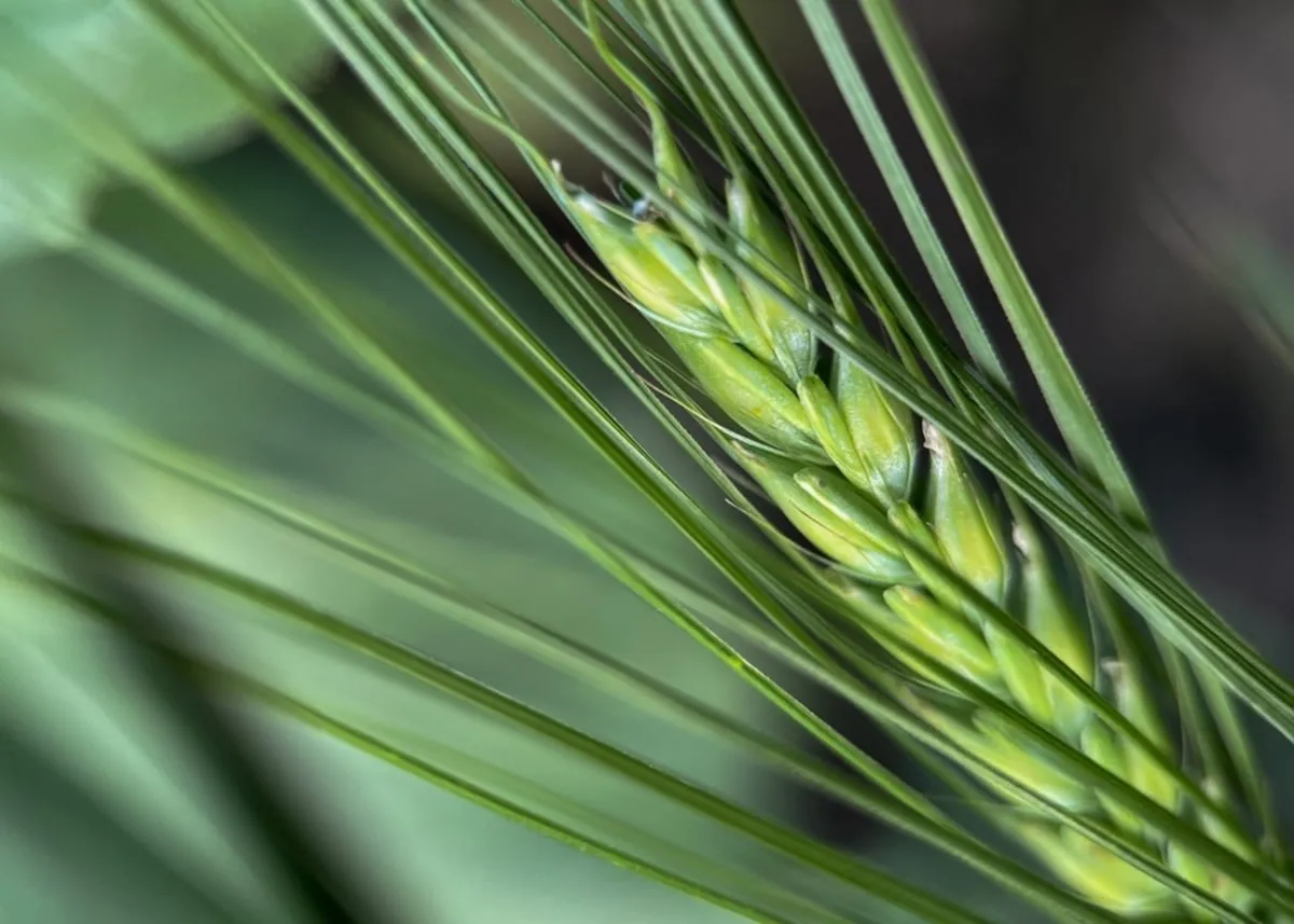 Macro photo of grain | Skylum Blog