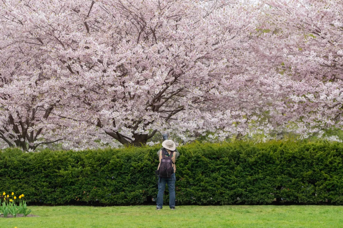 A photographer takes pictures of cherry blossoms | Skylum Blog