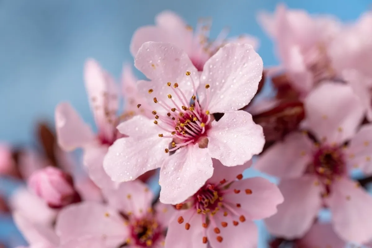 Close-up of cherry blossom | Skylum Blog