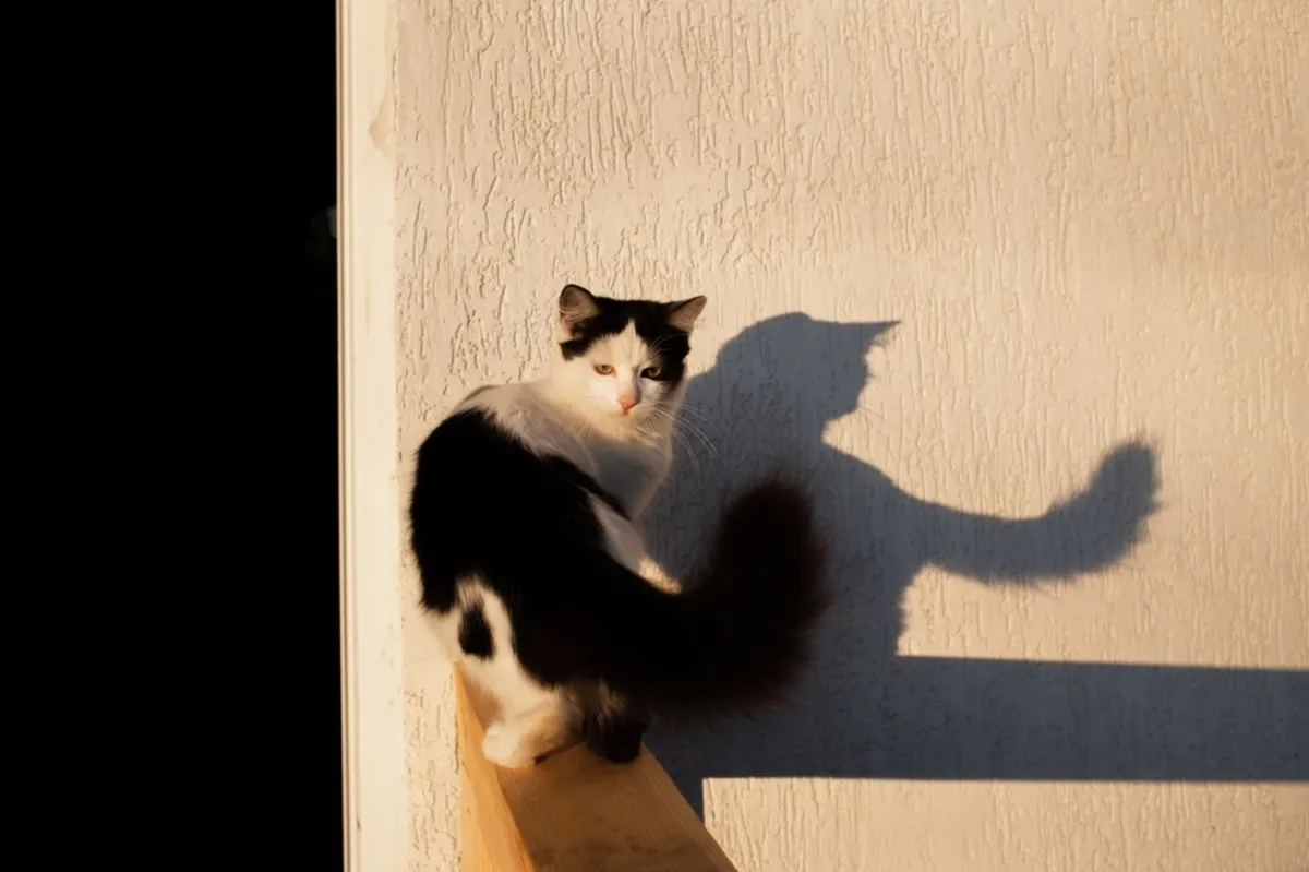 Photo of a cat on the street | Skylum Blog