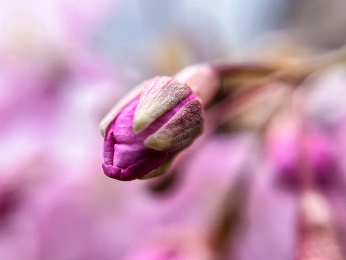 A close-up of an unopened cherry blossom bud | Skylum Blog