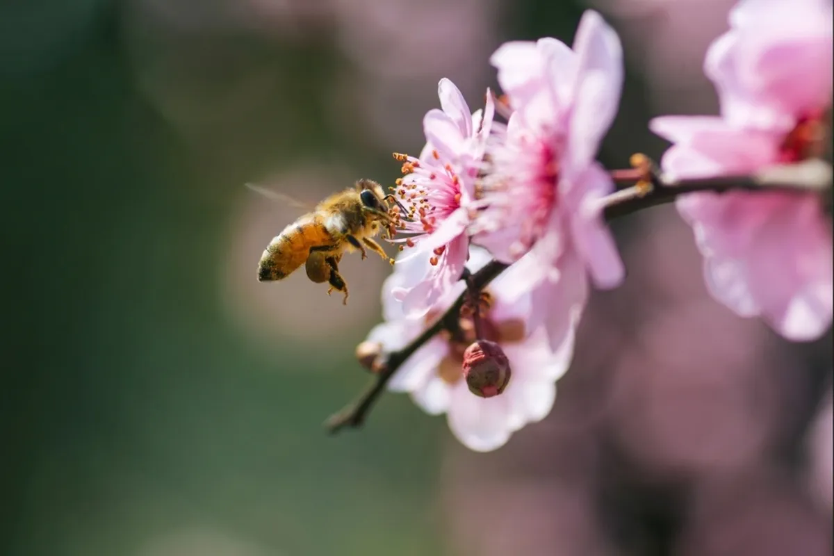 Photo of a bee near a cherry blossom | Skylum Blog