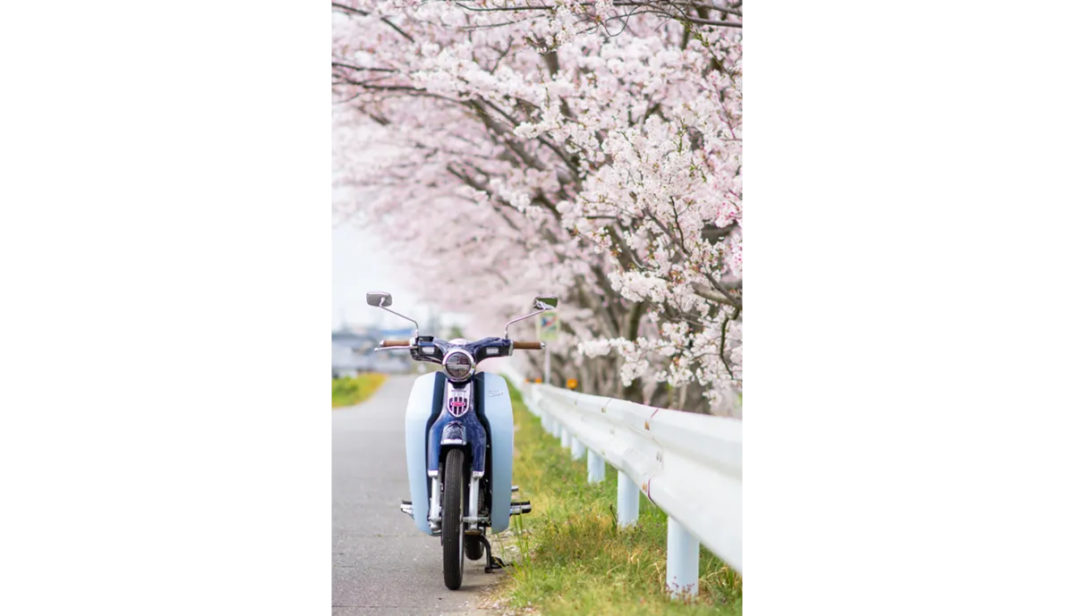 A moped near cherry blossoms | Skylum Blog