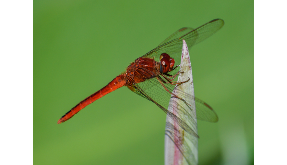 Photo of a dragonfly on a green background | Skylum Blog
