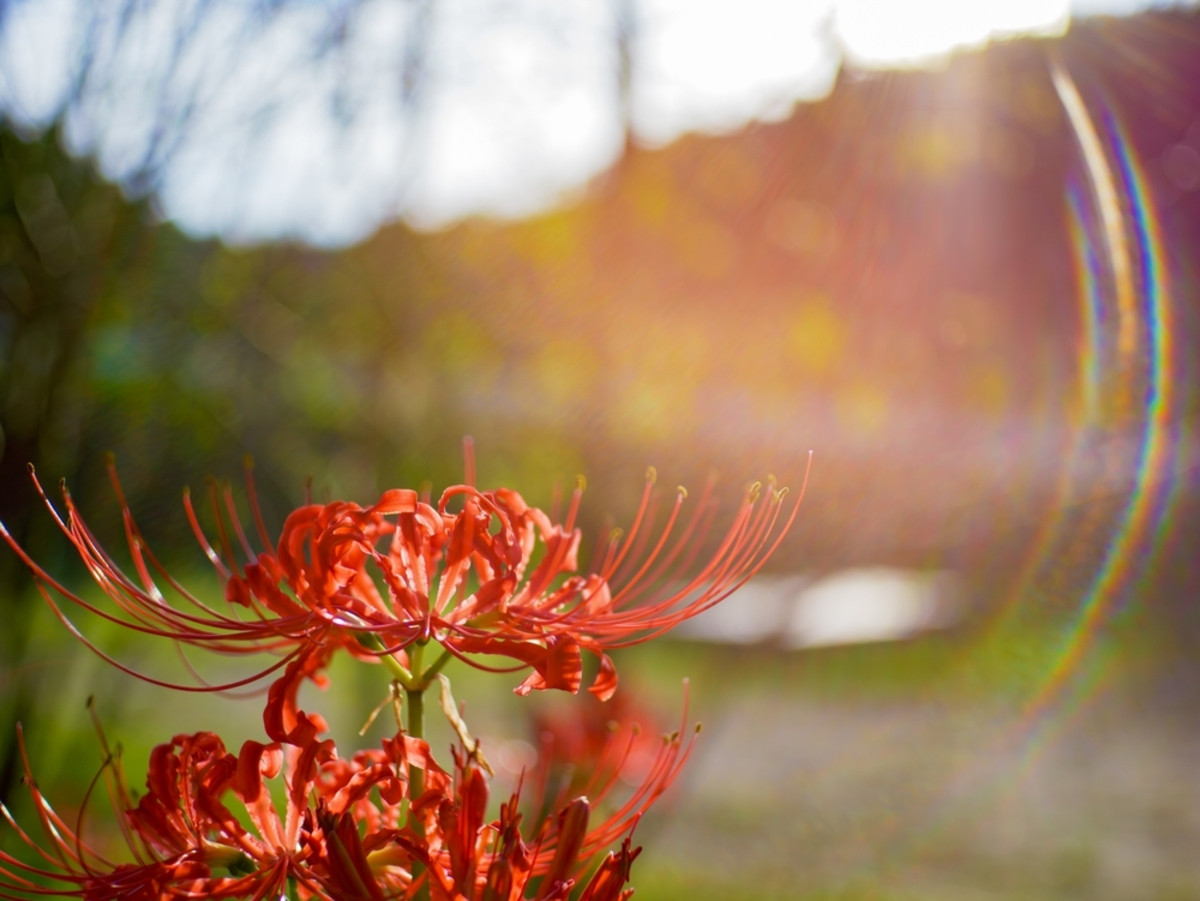 Lens flare effect on a red flower in sunlight | Skylum Blog

