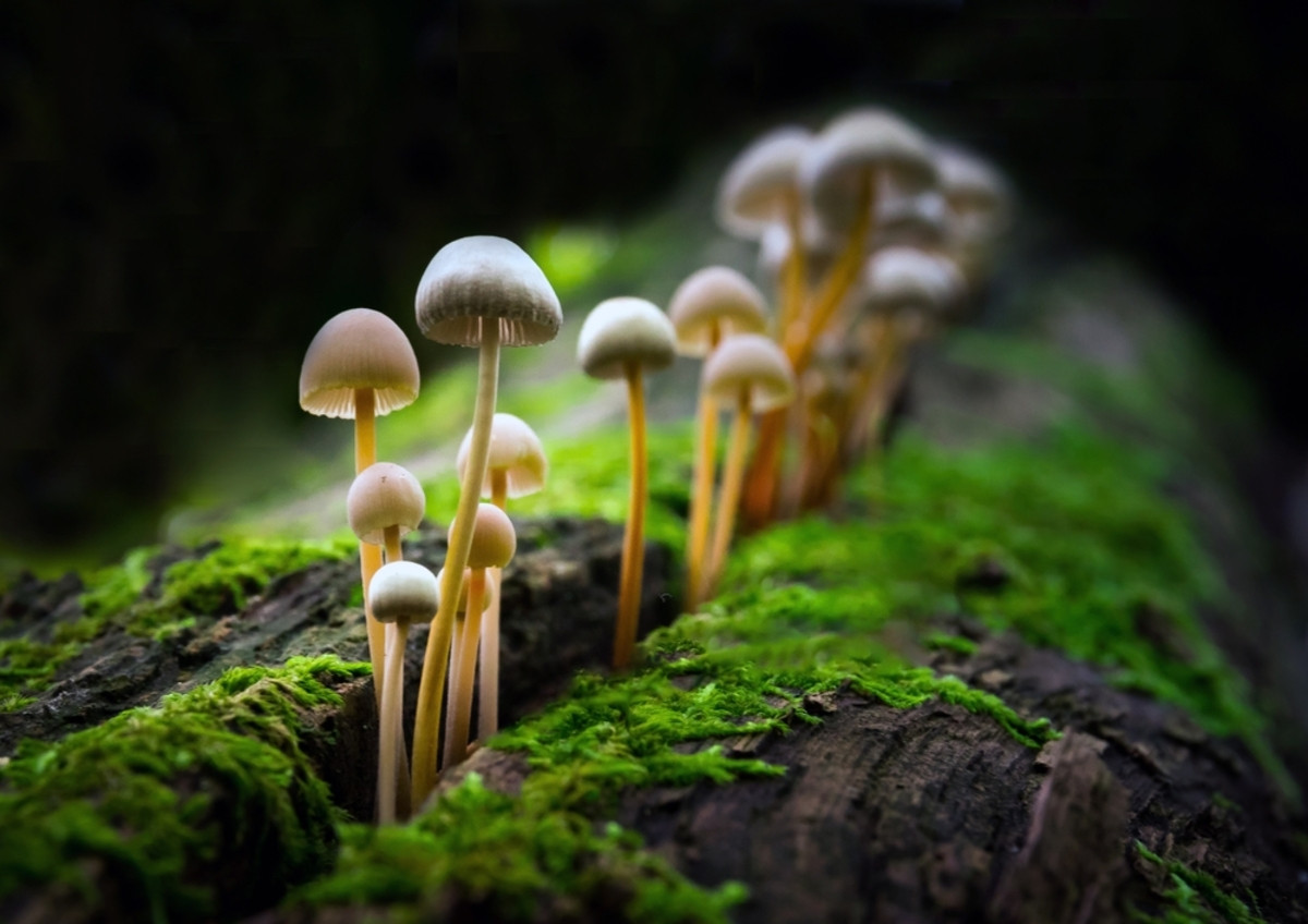 Photos of mushrooms | Skylum Blog