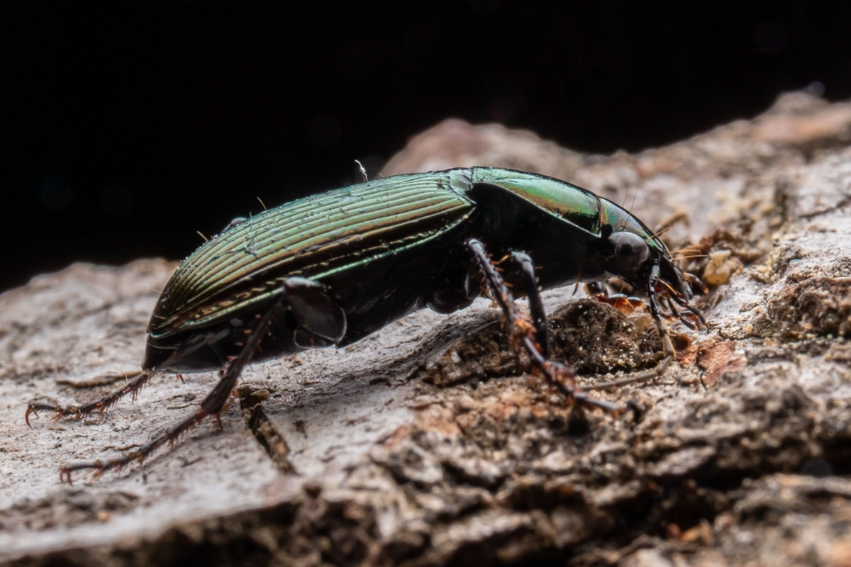 Photo of a beetle | Skylum Blog