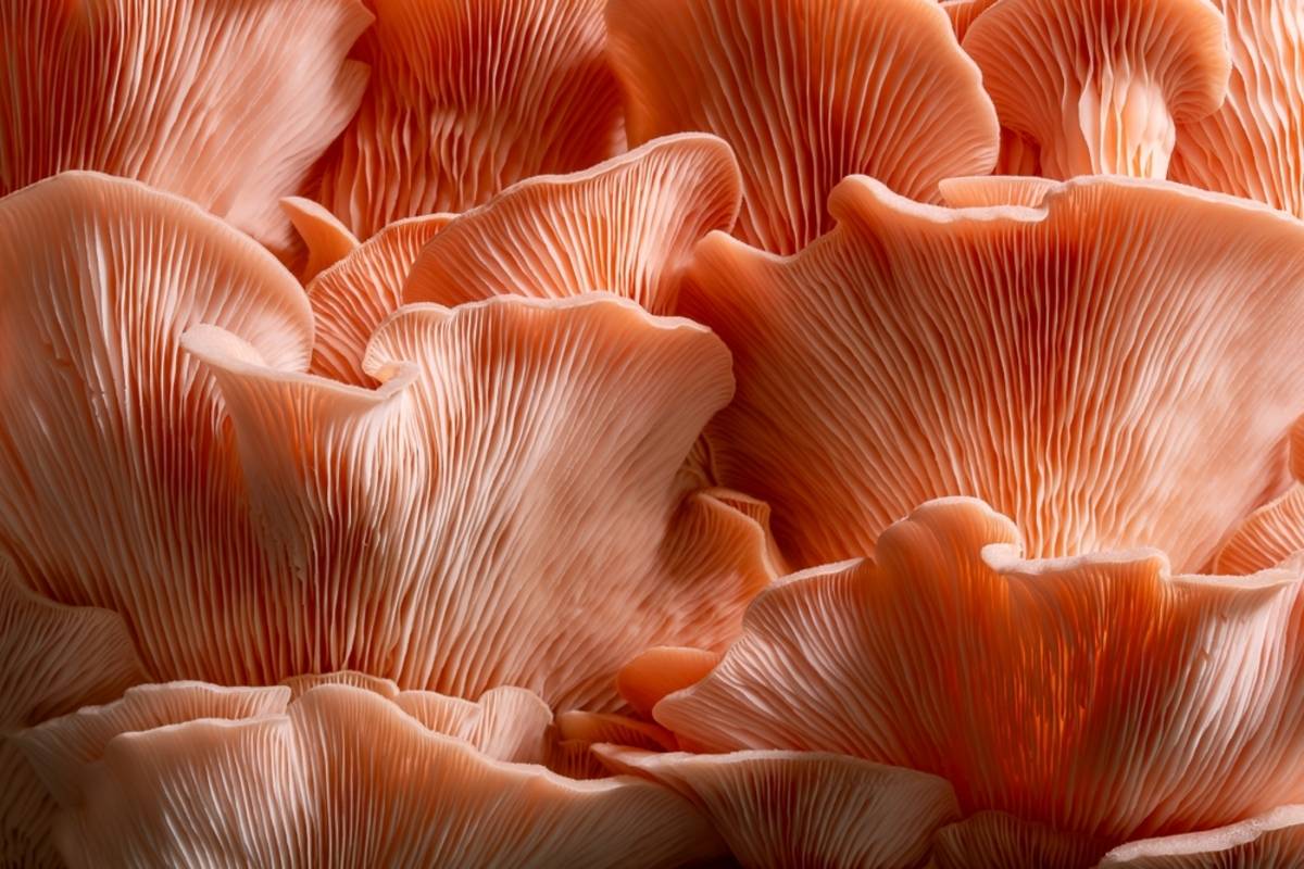 Close-up of pink oyster mushrooms with ruffled edges | Skylum Blog 

