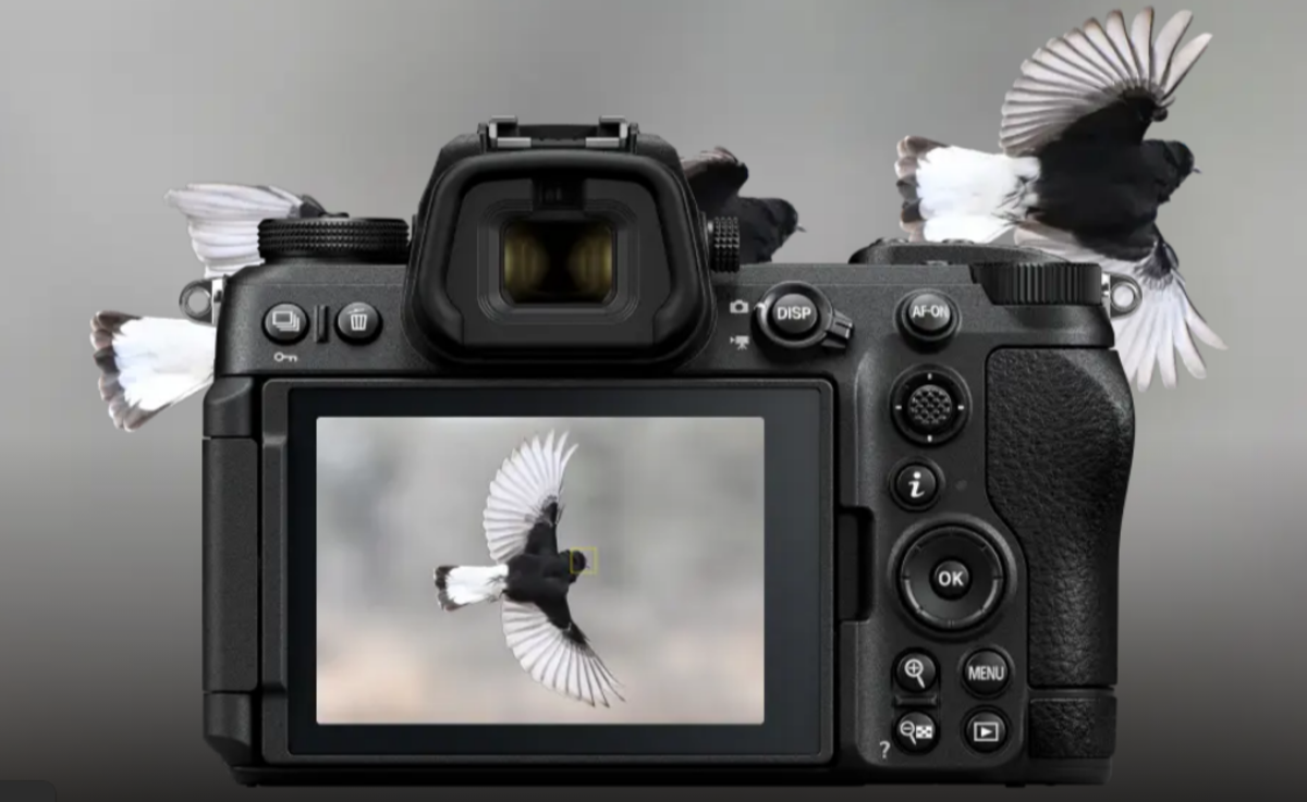 Filming a bird flying by Nikon Z6III | Skylum Blog

