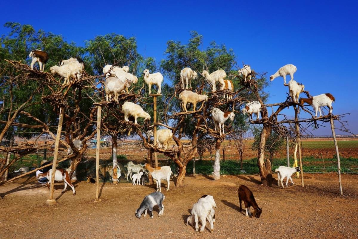 Goats in trees | Skylum Blog

