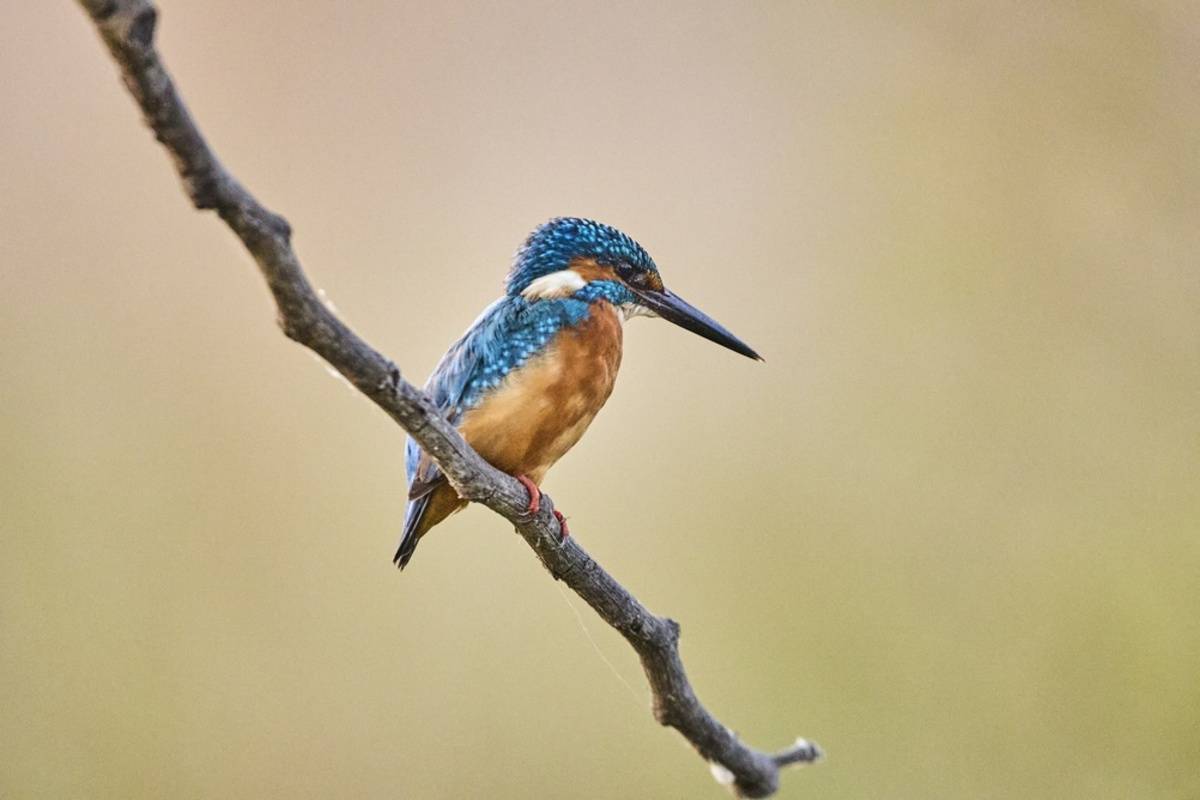 Een vogel op een tak | Skylum Blog
