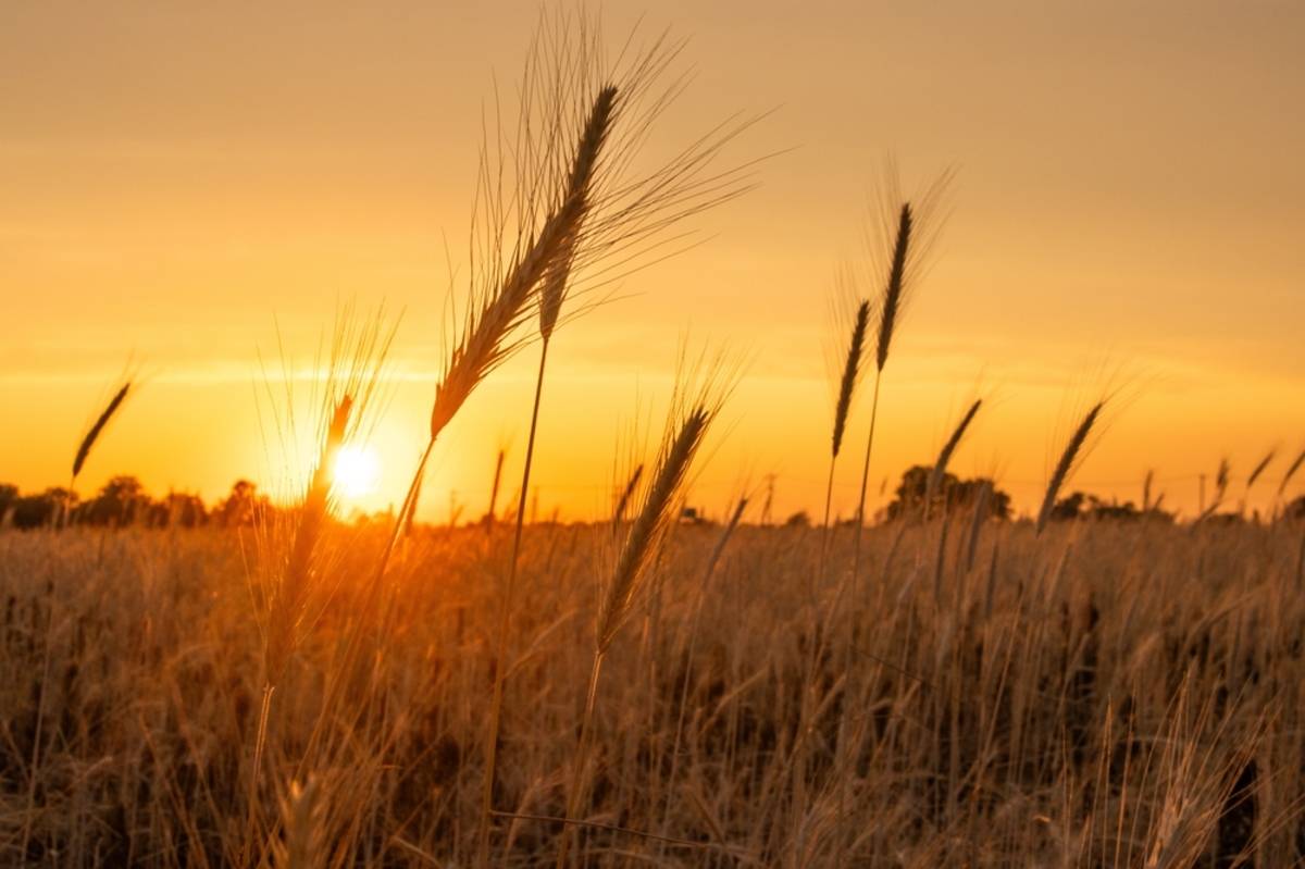Field at golden hour | Skylum Blog

