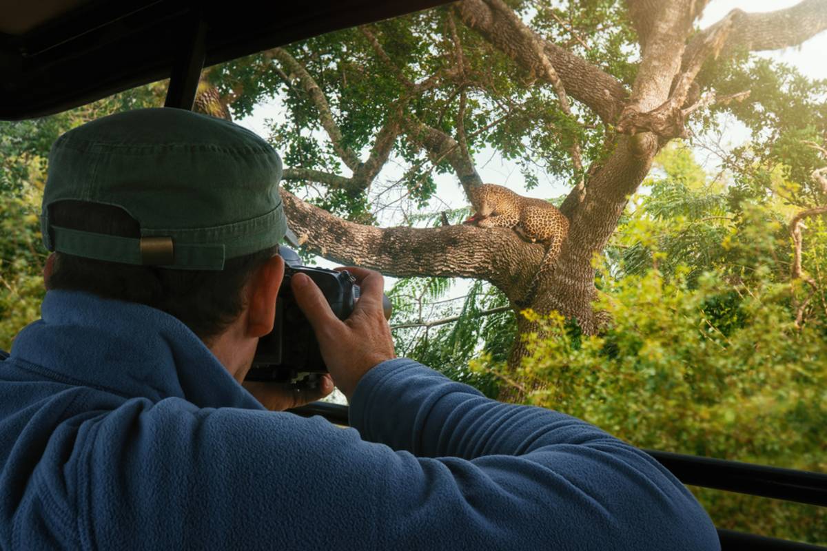 A photographer takes a photo of a leopard in a tree | Skylum Blog

