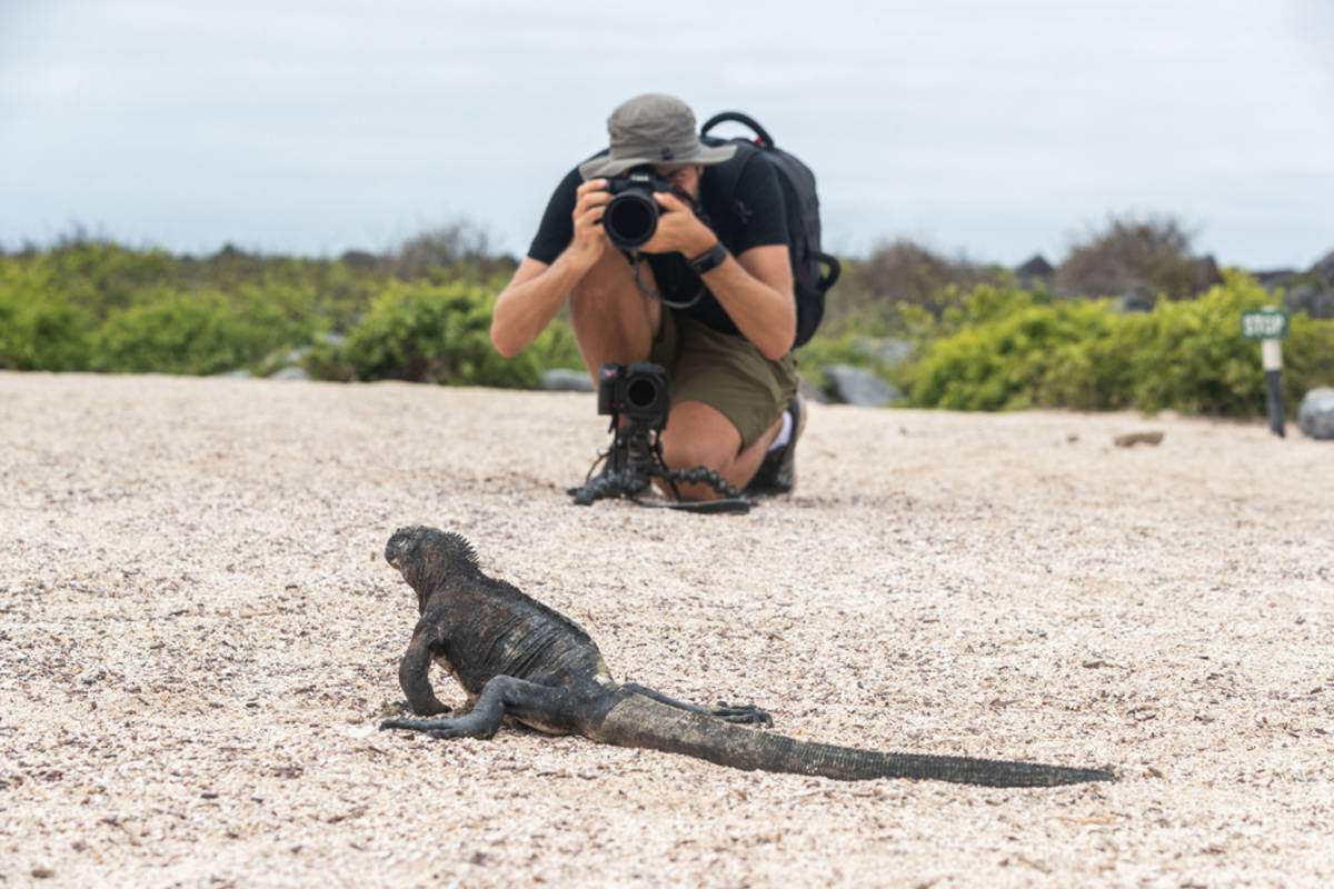 A photographer takes a picture of an iguana | Skylum Blog
