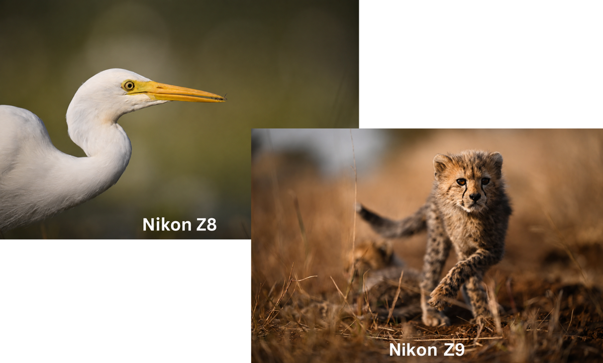 Porovnání fotografií pořízených fotoaparáty Nikon Z8 a Nikon Z9 | Blog Skylum