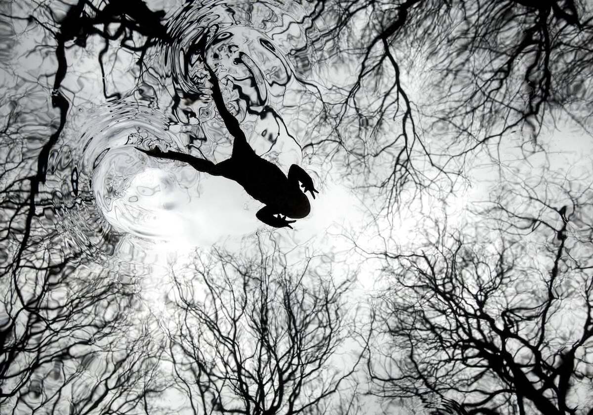 Paul Hobson’s “A Toad Swims Across Its Woodland Pond” | Skylum Blog

