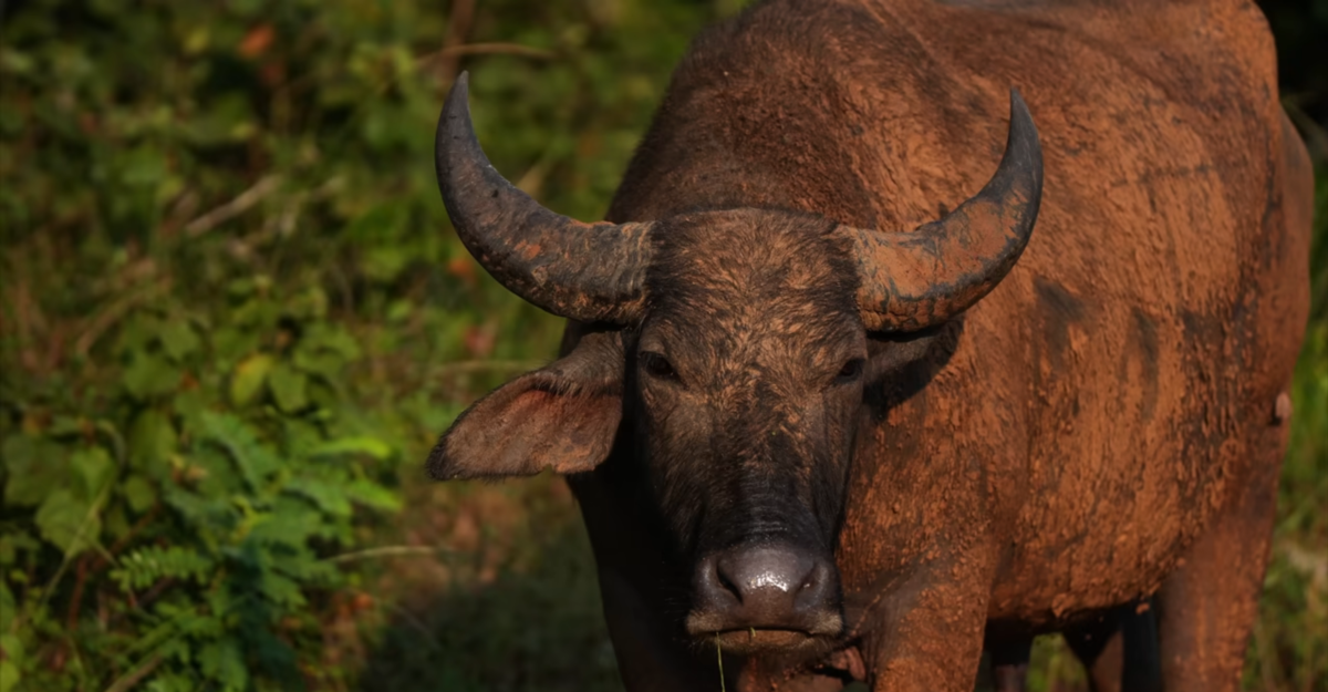 Photo of a bull taken with a Sony A6700 camera | Skylum Blog


