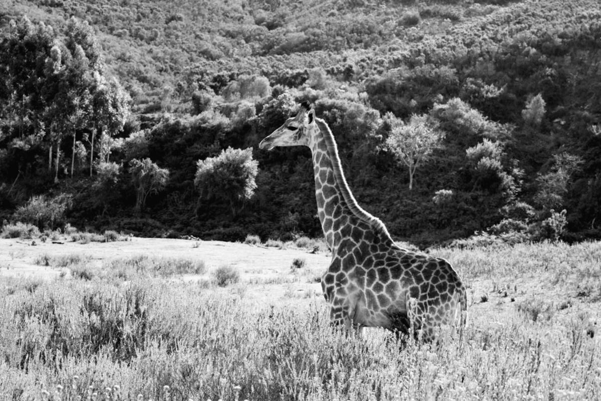 Black and white photo of a giraffe | Skylum Blog

