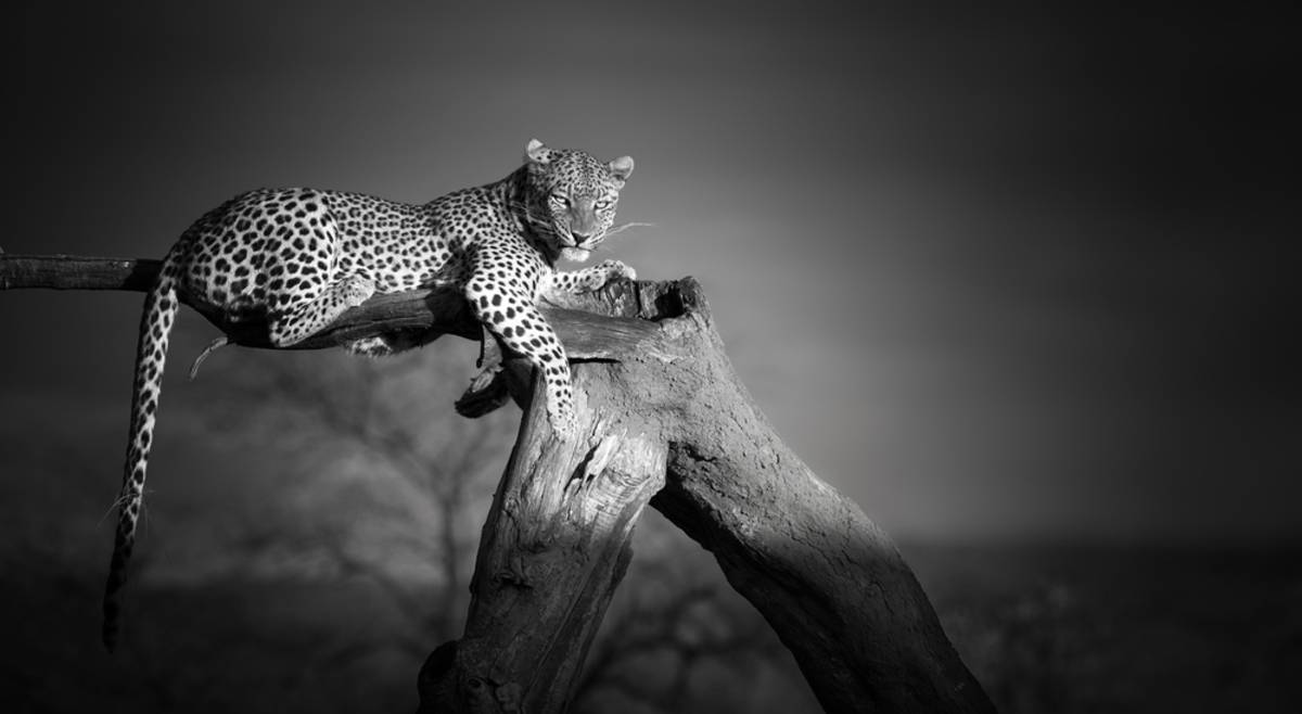 Black and white photograph of a leopard | Skylum Blog

