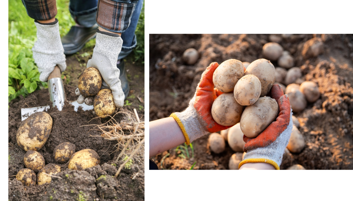Farmer's hands harvesting potatoes photo collage | Skylum Blog

