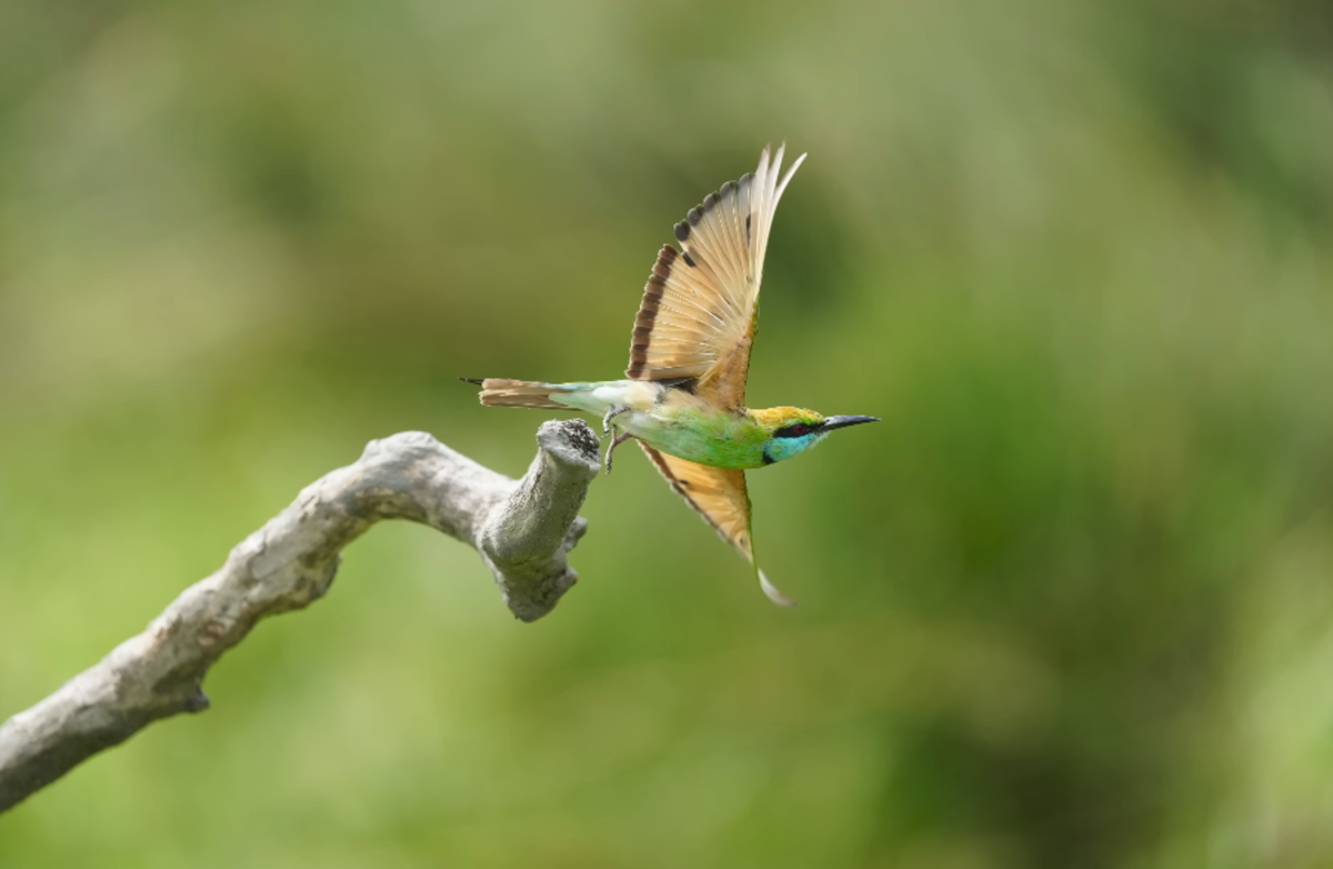 Photo taken on Sony A1 II | Skylum Blog