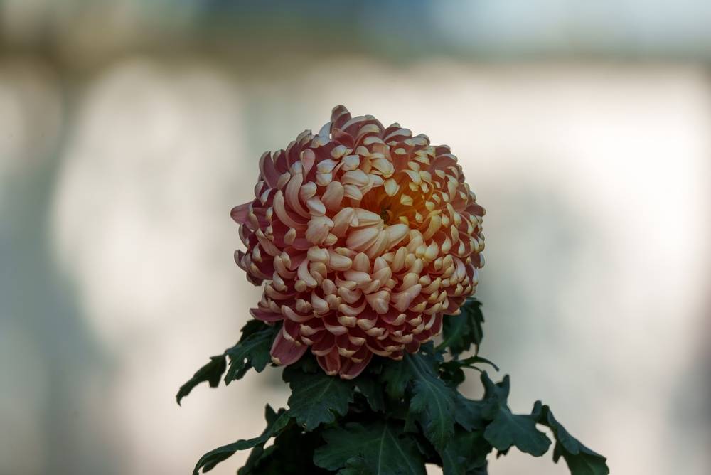 Fotografie květiny pořízená fotoaparátem Sony A7C II | Blog Skylum


