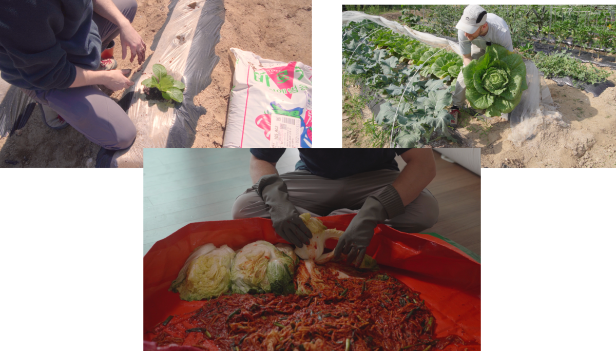 Growing cabbage photo collage | Skylum Blog


