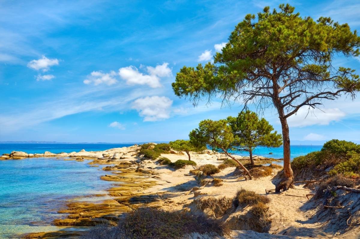 Tree on a sunny beach under a blue sky | Skylum Blog

