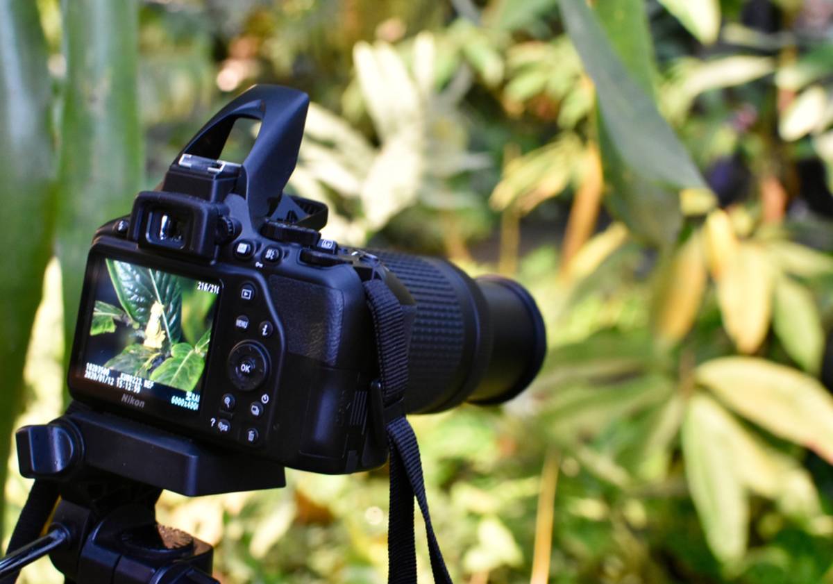 Nikon DSLR camera photographing plants | Skylum Blog

