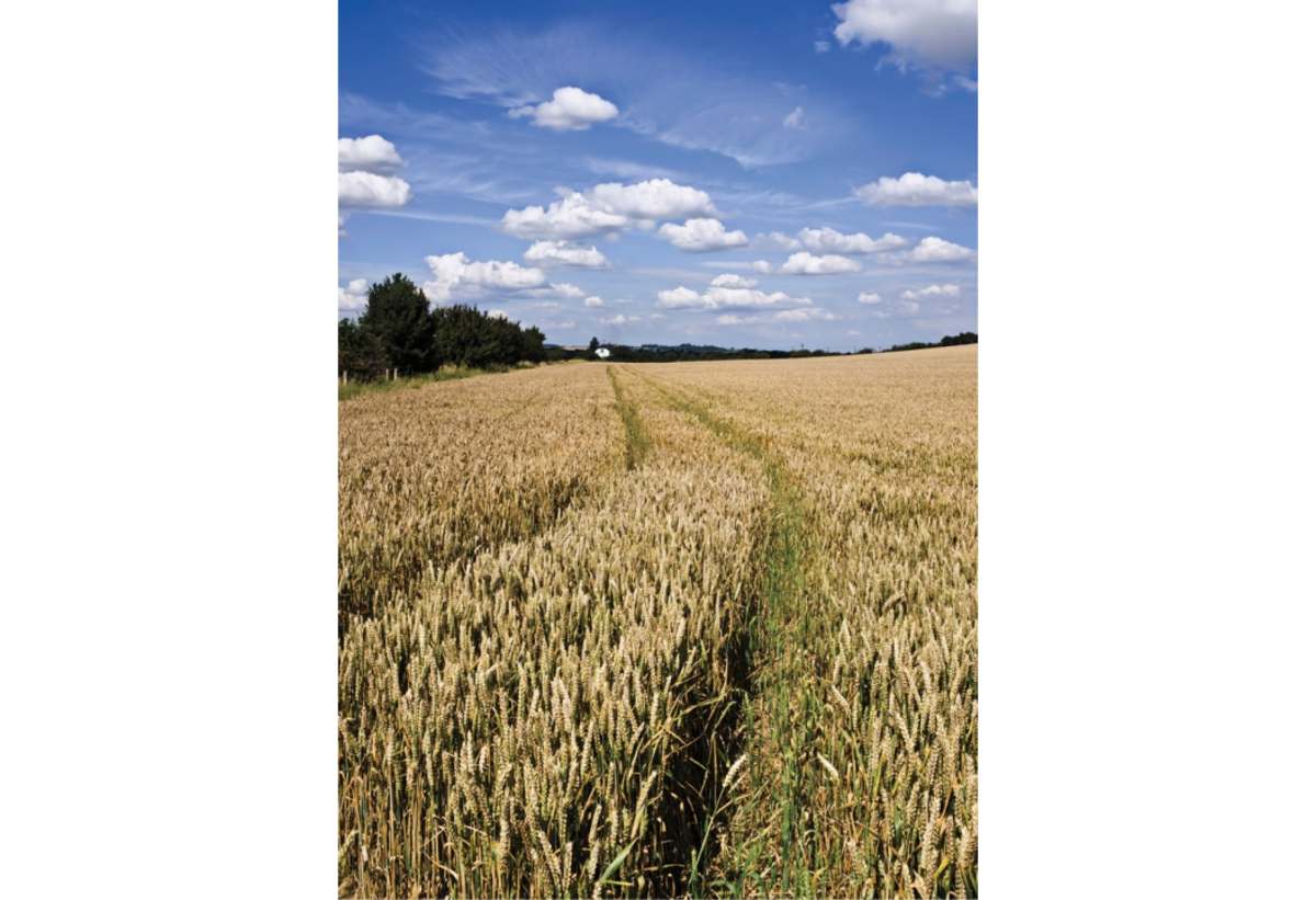 Golden wheat field beneath a cloudy blue sky | Skylum Blog

