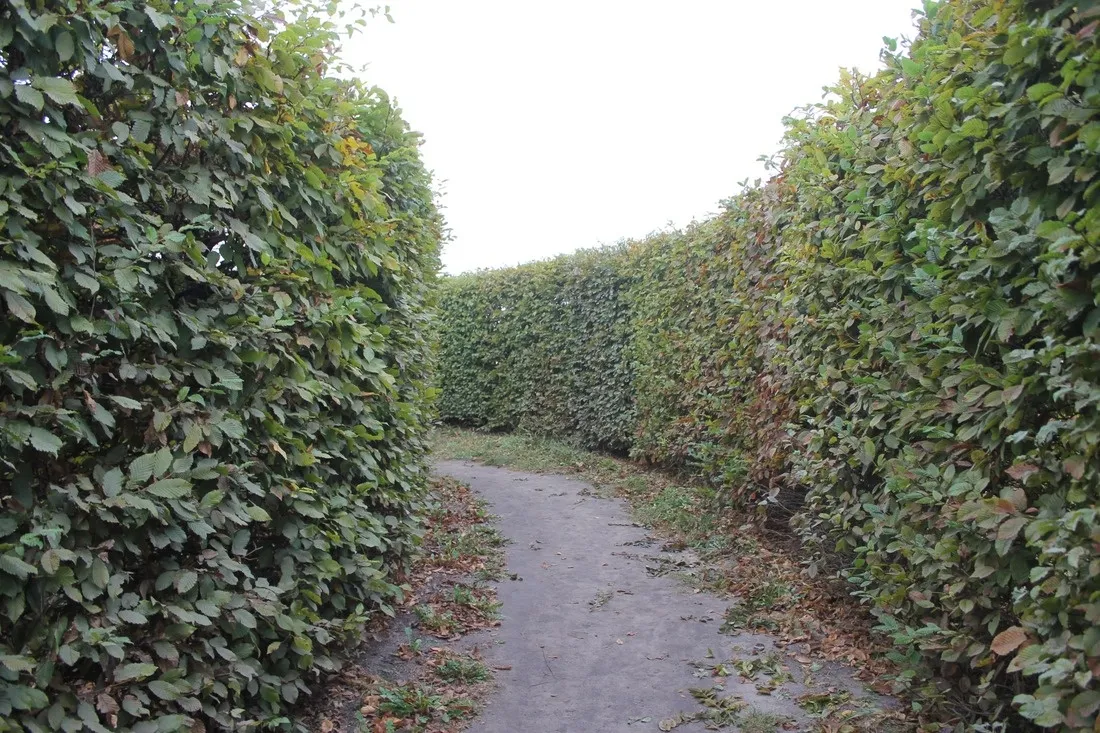 Left Image