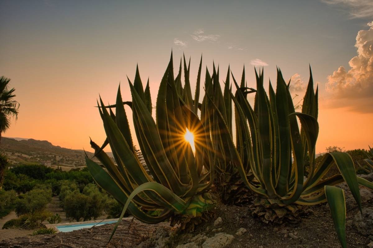 Sunburst shining through green aloe plant leaves at sunset | Skylum Blog


