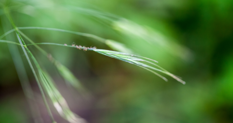 Close-up of a thin grass seed head in sharp focus against a blurred green background